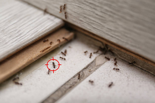 Best Ant Control Services  in Unadilla, GA