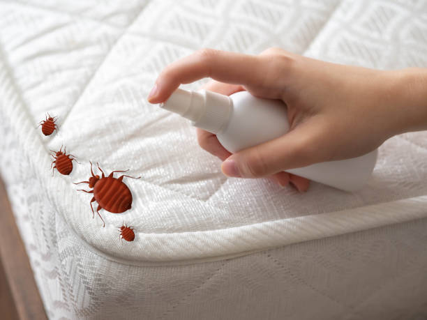 Best Spider Control Near Me  in Unadilla, GA