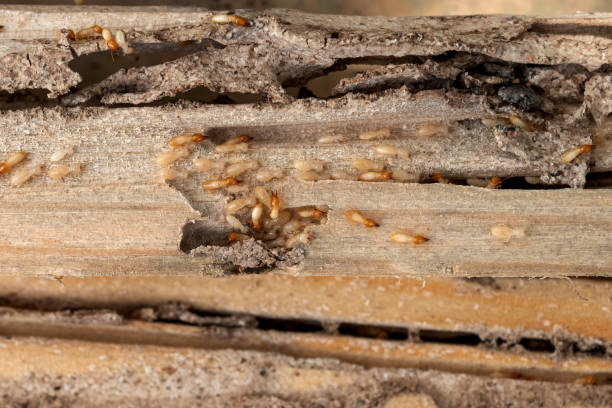 Best Bed Bug Extermination  in Unadilla, GA